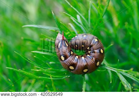 Close Up Of Caterpillar Of Hyles Gallii. Caterpillar In The Natural Environment. Green Grass Backgro