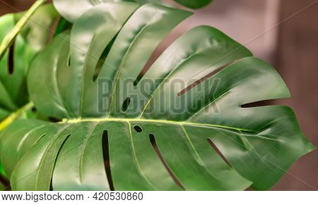 Green Leaf Macro Shot. Close Up Shot Of A Big Leaf