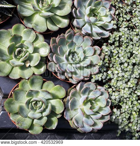 Pilea Glaucophylla Greyzy And Echeveria For Sale