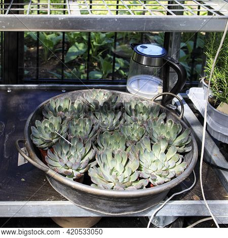 Echeveria Is A Large Genus Of Flowering Plants In The Family Crassulaceae, Native To Semi-desert Are