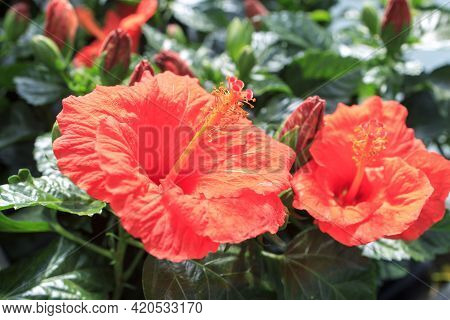 Hibiscus Rosa-sinensis, Known Colloquially As Chinese Hibiscus, China Rose, Hawaiian Hibiscus, Rose 