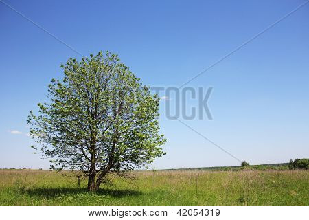 Albero del campo