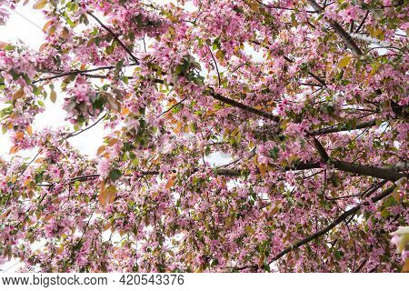 Pink Cherry Blossom In Spring, Sakura Kanzan. Prunus Serrulata. Cerasus Serrulata. Sekiyama. Japanes