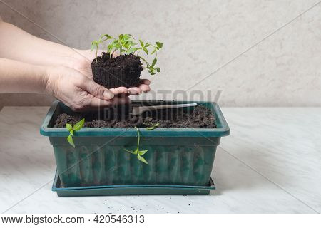 In Women's Hands There Is A Low Eedling Of Pepper. Nearby Is A Box In Which Plants Will Be Planted.