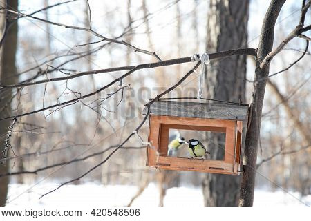 Sunny Winter Day. A Bird Titmouse In A Feeder In The Park With Bread Crumbs In Its Beak