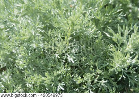 Artemisia Absinthium, A Herbaceous Silvery Plant With A Strong Aroma And Bitterness. Medicinal Plant