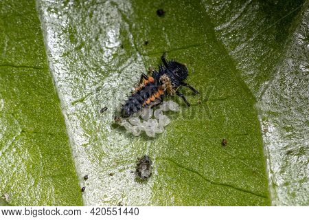 Asian Lady Beetle Larvae