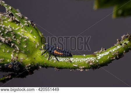 Asian Lady Beetle Larvae