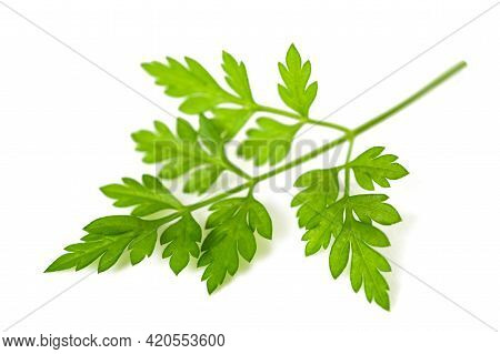 Fresh Chervil Sprig Isolated On White Background
