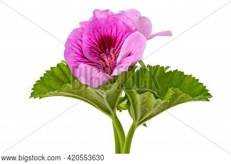 Geranium  Flowers  Isolated On A White Background