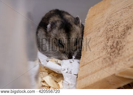 Campbell's Dwarf Hamster
