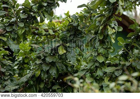 Calabash Tree With Selective Focus