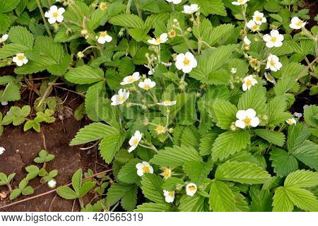 Small Flowers Of Forest Strawberries (latin. Fragaria Vsca)