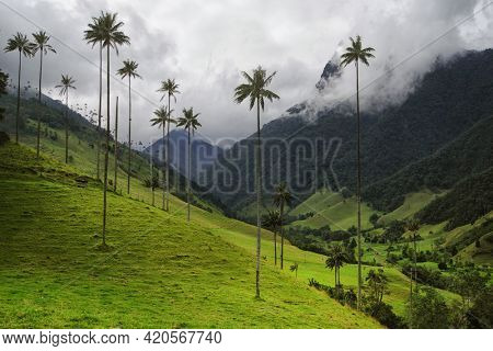 Scenic landscape of tall wax palm trees in Cocora Valley, Salento,Quindio, Colombia, South America