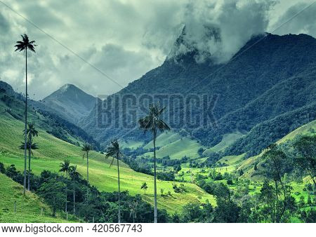 Scenic landscape of tall wax palm trees in Cocora Valley, Salento,Quindio, Colombia, South America