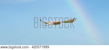 Close-up Of Kestrel Bird Of Prey Hovers Against A Beautiful Blue Sky With A Rainbow, Hunting For Pre