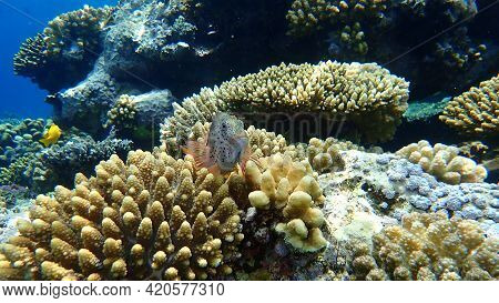 Blackside Hawkfish Or Freckled Hawkfish, Forster\'s Hawkfish (paracirrhites Forsteri) Undersea, Red 