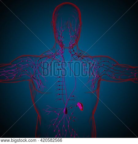 Human Lymph Nodes Anatomy For Medical Concept 3D Rendering