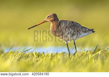 Black-tailed Godwit (limosa Limosa) Wader Bird Walking In Green Grass Of Wetland And Looking For Foo