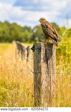 Common Buzzard (buteo Buteo) Perched On Pole On Green Background And Looking For Rodent Prey. Wildli