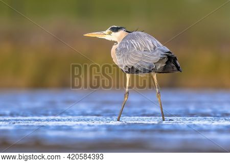 Grey Heron (ardea Cinerea) Wading In Shallow Water And Looking For Food. Wildlife Scene In Nature. T