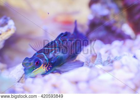 Portrait Of A Mandarium Fish In The Marine Aquarium.