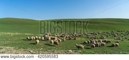 Pastoral Landscape In Green Kahetia Fields