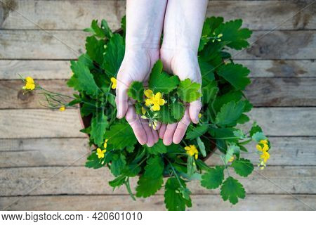 Yellow chelidonium flowers used in herbal medicine on wooden table.