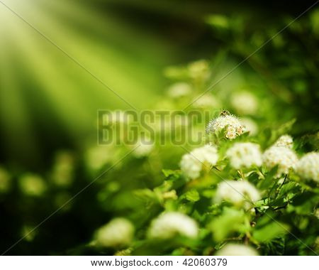 Bi på en hvid forårsblomst