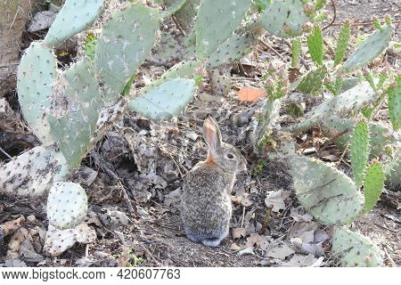 A Desert Cottontail Hiding In A Patch Of Beavertail Cactus In The Santa Monica Mountains Wilderness,