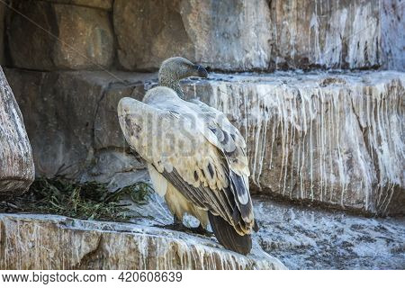 Cape Vulture In Vulpro Rehabilitation Center, South Africa ; Specie Gyps Coprotheres Family Of Accip