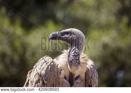 Cape Vulture Portrait In Vulpro Rehabilitation Center, South Africa ; Specie Gyps Coprotheres Family
