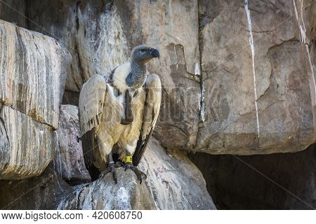 Cape Vulture Standing In Rocks In Vulpro Rehabilitation Center, South Africa;