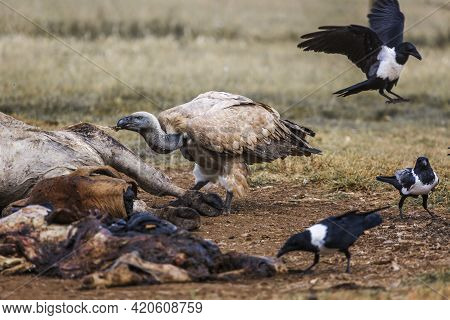Cape Vulture And African Pied Crow Scavenging A Carcass In Vulpro Rehabilitation Center, South Afric