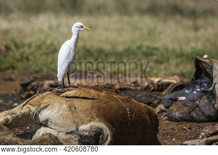 Western Cattle Egret In Carcass In Vulpro Rehabilitation Center, South Africa; Specie Bubulcus Ibis 