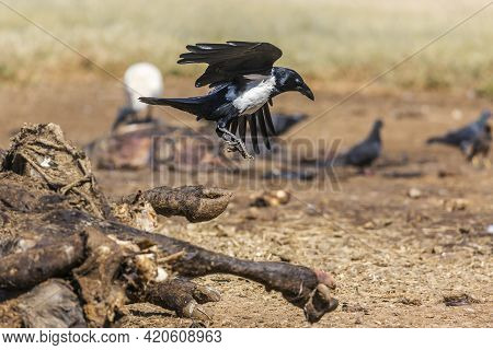 African Pied Crow In Flight Above A Carcass In Vulpro Rehabilitation Center, South Africa; Specie Co