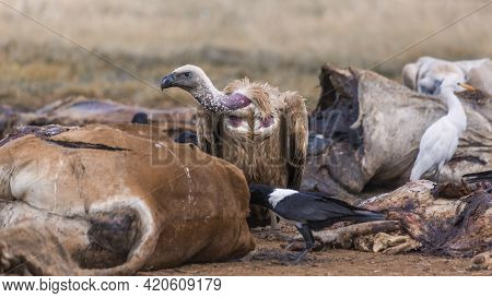 White Backed Vulture And African Pied Crow Scavenging A Carcass In Vulpro Rehabilitation Center, Sou
