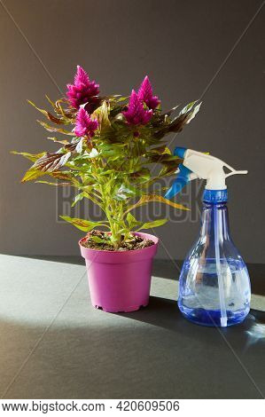 Purple Flowers In Beautiful Sunlight And Violet Pot Named Astilbe Chinensis Visions In Red