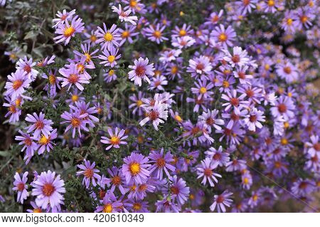 Late Autumn Flowers Under Aster Virginsky Name