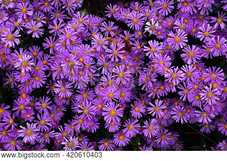 Late Autumn Flowers Under Aster Virginsky Name