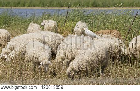Heron - Bubulcus Ibis- And Sheep Coexist In The Sardinian Countryside