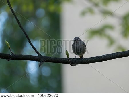 Black Redstart Female Bird, A Species Of Old World Flycatchers, Tithy's Redstart. Small Passerine Bi
