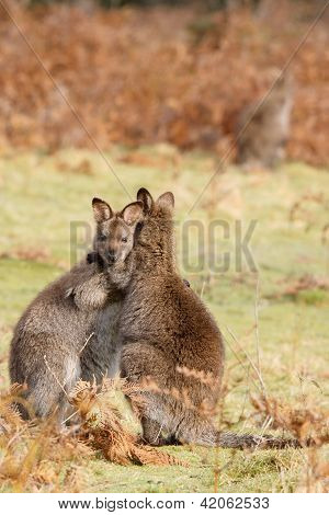 Wallabies