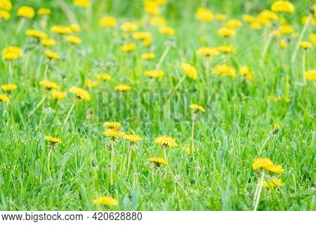 Close Up Of Blooming Yellow Dandelion Flowers Taraxacum Officinale In Garden On Summer Time. Detail
