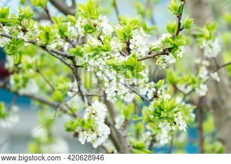 Flowers Of The Cherry Blossoms On A Summer Day