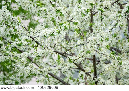 Flowers Of The Cherry Blossoms On A Summer Day
