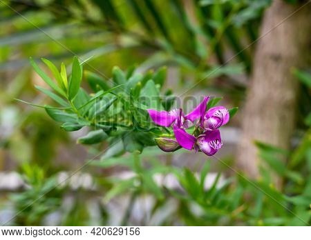 Polygala Myrtifolia. Beautiful Pale Pink Flower. Botanical Garden