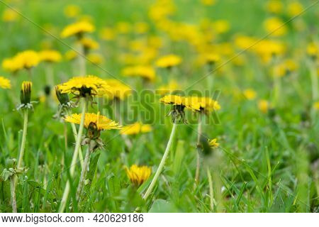 Close Up Of Blooming Yellow Dandelion Flowers Taraxacum Officinale In Garden On Summer Time. Detail