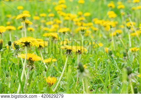 Close Up Of Blooming Yellow Dandelion Flowers Taraxacum Officinale In Garden On Summer Time. Detail