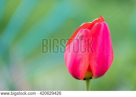 Lovely Green Isolated Grasshopper On A Red Tulip Blossom,sunny Summer Day,black Background